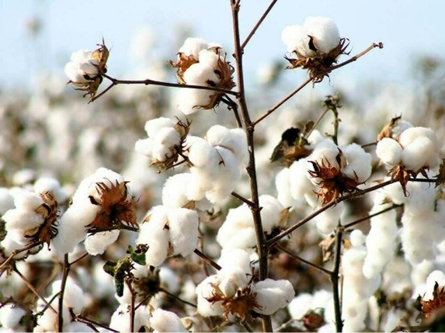 Weekly Cotton Review: Prices steady, trading activity subdued