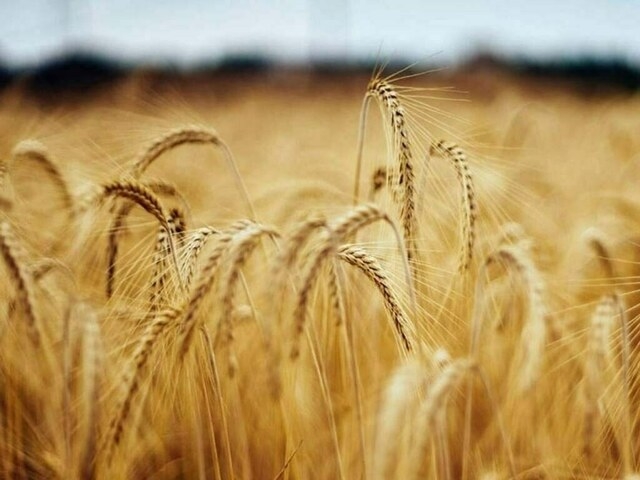 Russian new crop wheat export prices remain flat amid weak activity before new season's start