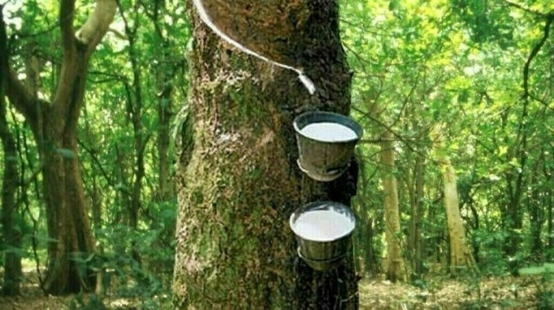 Japanese rubber futures lower on firm seasonal supply outlook