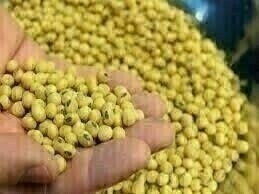 Chicago soybeans fall for second session on improved weather, demand worries