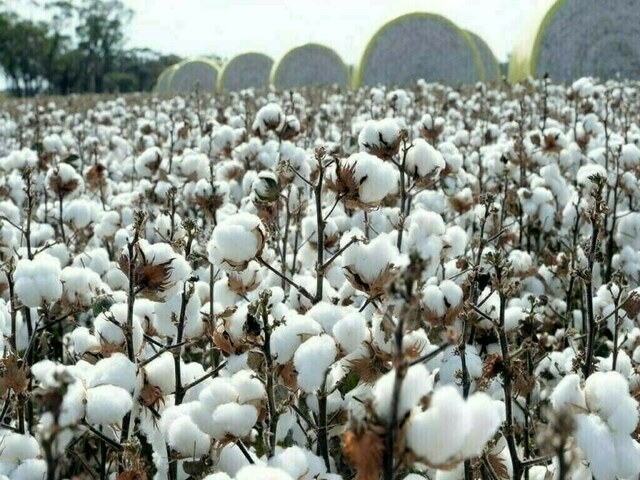 Cotton market: Around 200 bales of new season sold at Rs 17,200 per maund