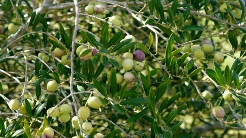 Pak olive oil secures Silver Award