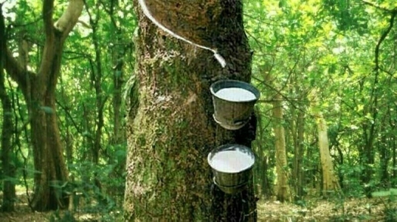 Japanese rubber futures hit one-year low on supply outlook