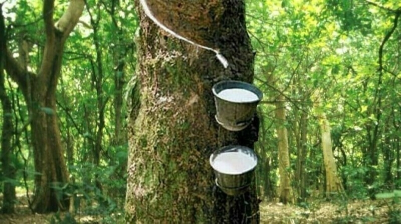 Japanese rubber futures rebound on Thai wet weather, softer yen
