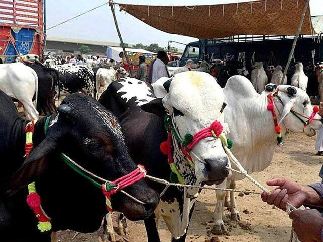 Islamabad: rates of sacrificial animals increase