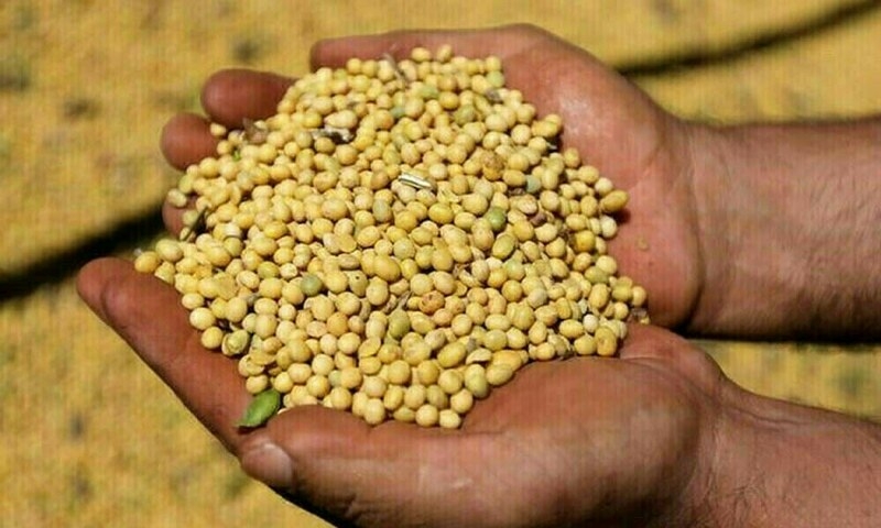 Chicago soybeans dip on US-China trade jitters