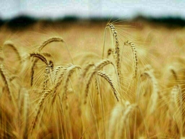 French wheat crop rating improves, spring barley slips