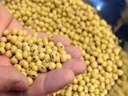 Soybeans climb, soyoil soars daily limit on US biofuel proposal