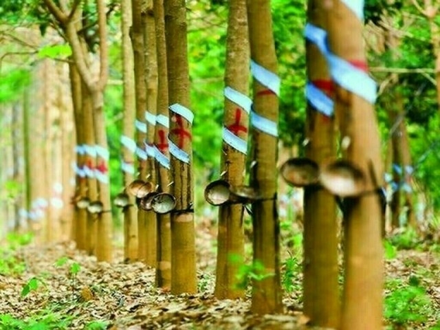 Japanese rubber rises