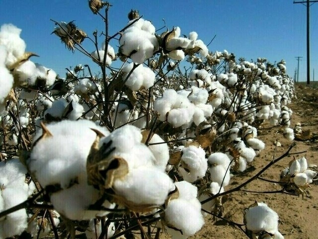 Weekly Cotton Review: Prices dip further as spot rate falls by Rs500 per maund