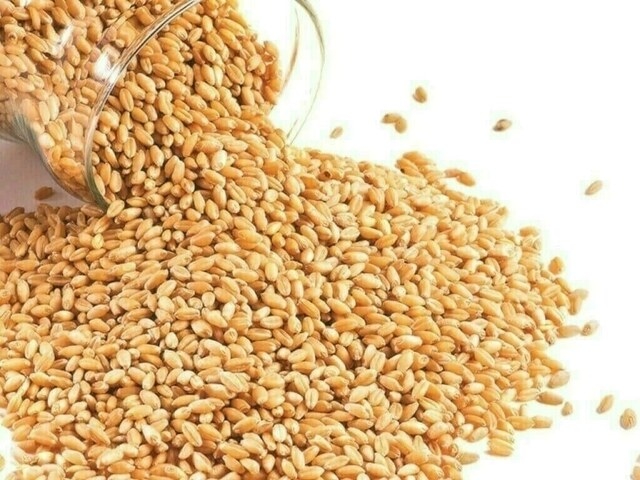 Russia aims to boost grains, vegoil exports to Iran