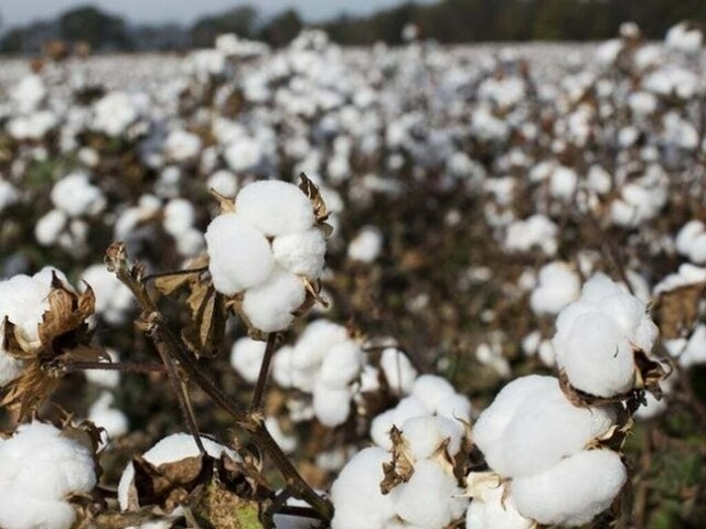 Spot rate decreased by Rs200 to Rs16,300 per maund