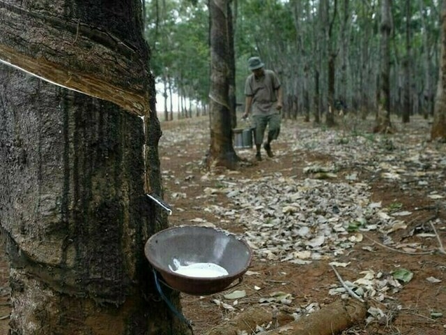 Japanese rubber futures rise on Thai flood concerns