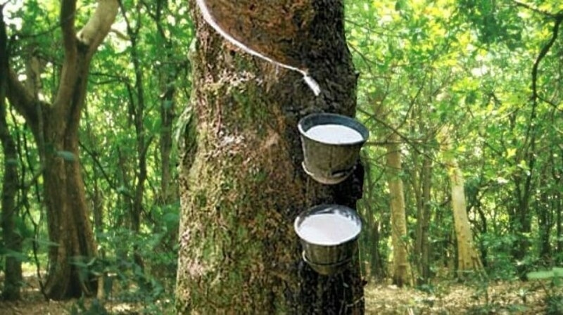 Japanese rubber futures rise on stronger oil prices