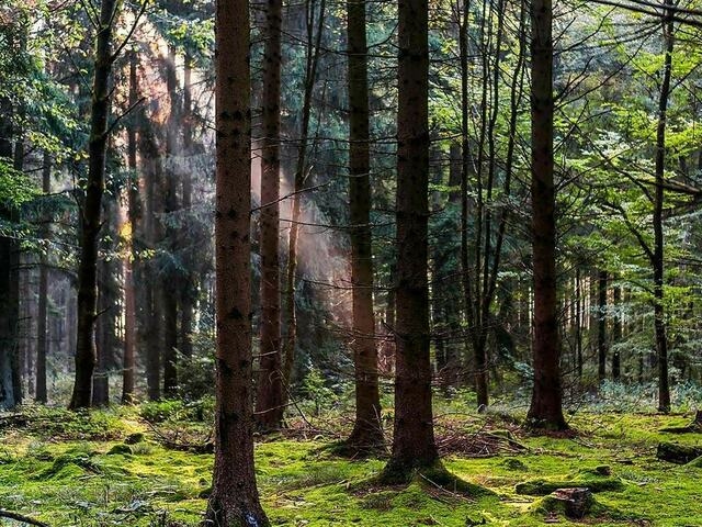 KP unveils first-ever Forest Carbon Credit Mapping Report