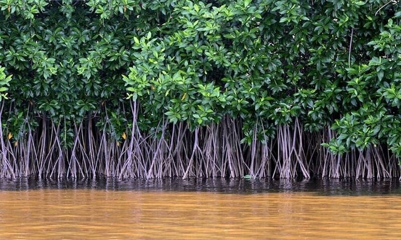 Toyota Pakistan leads mangrove plantation drive