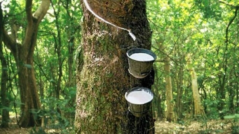 Japanese rubber slips on profit-taking