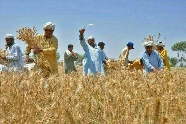 Punjab disburses Rs84bn under Kissan Card Scheme