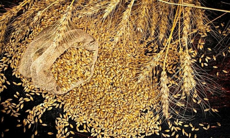 FY24: Wheat import caused massive loss
