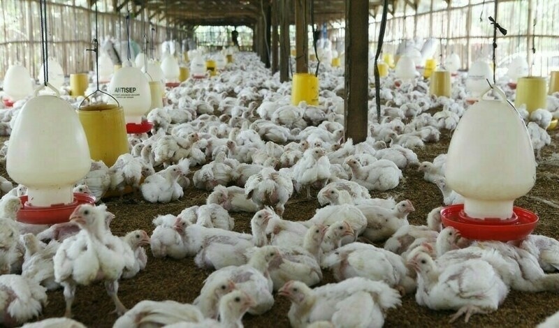 Punjab plans duty cuts, loans for poultry cold storage