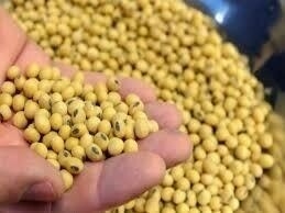 Chicago soybeans