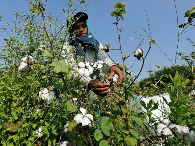 Women cotton workers demand justice, fair wages