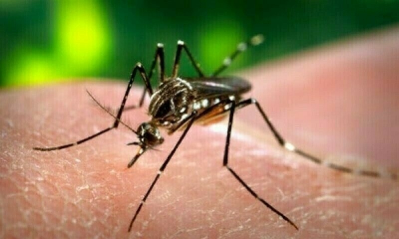 Bangladesh dengue deaths top 100, August could be worse
