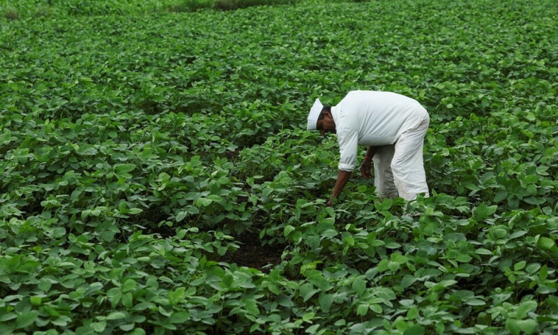 India's ethanol drive imperils its push for edible oil self-sufficiency