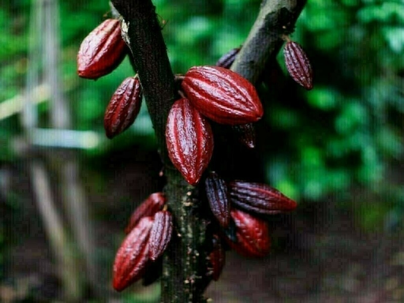 New York cocoa prices climb while coffee turns lower