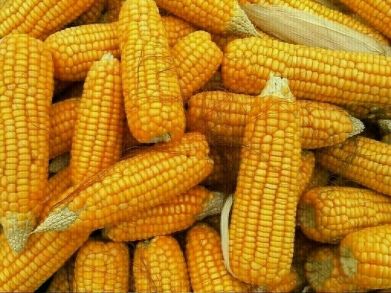 Corn rises after deep losses; record supplies to cap gains
