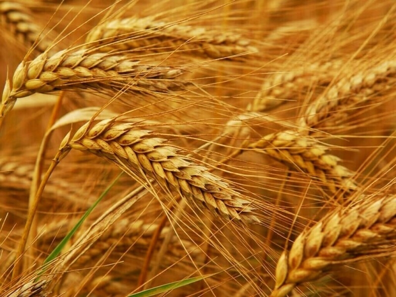 Wheat up 2-4 cents, corn up 3-5 cents, soy up 7-9 cents