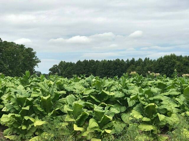 NA body urged to visit tobacco-growing areas