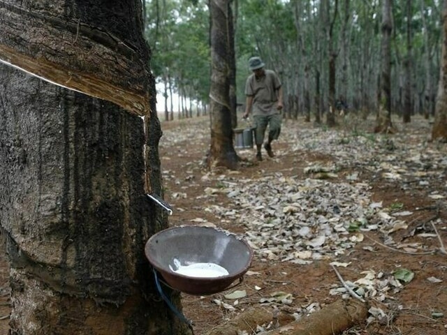 Japanese rubber down