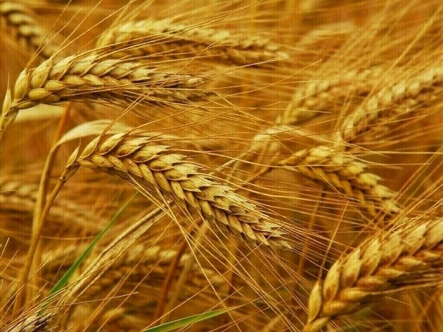 Paris wheat rebounds on short-covering