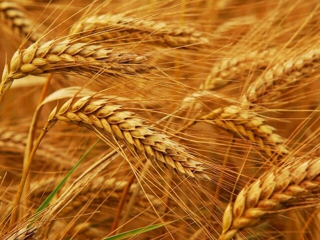 Paris wheat slips
