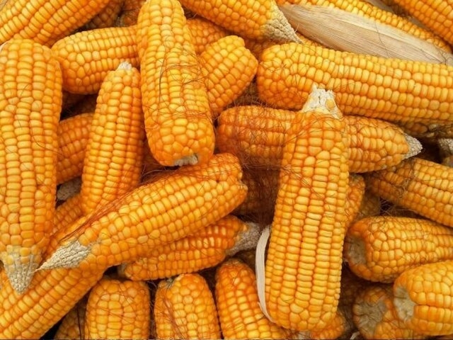 Pakistan eyes China as key market for maize exports