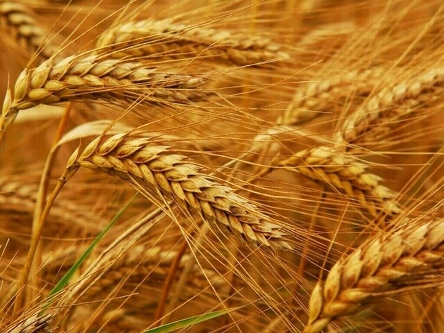 ‘Grow More Wheat' competition: Jhang's farmer bags 1st position