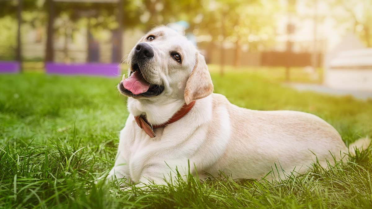 Vet reveals the 10 signs your dog really loves you (or if they're just after more treats!)