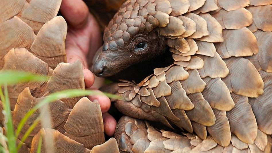 Pangolin: Kulu's Journey: Trailer, certificate and where to watch