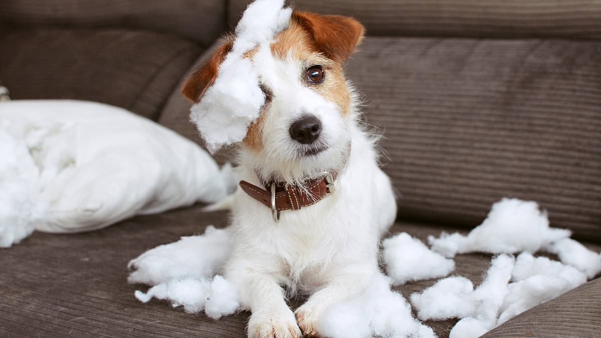 I volunteered to dogsit my friend's 'cute and adorable' puppy and it cost me over £1,000 in damages. Should I send her the bill? VICKY REYNAL replies