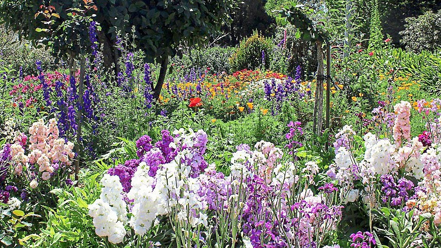 Go native with pleasing perennials: Turn to British varieties to add pops of colour to your patch
