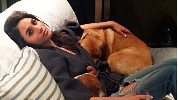 Inside Meghan Markle's animal kingdom: Duchess's growing farm including 100,000 bees and a chicken from Ellen DeGeneres