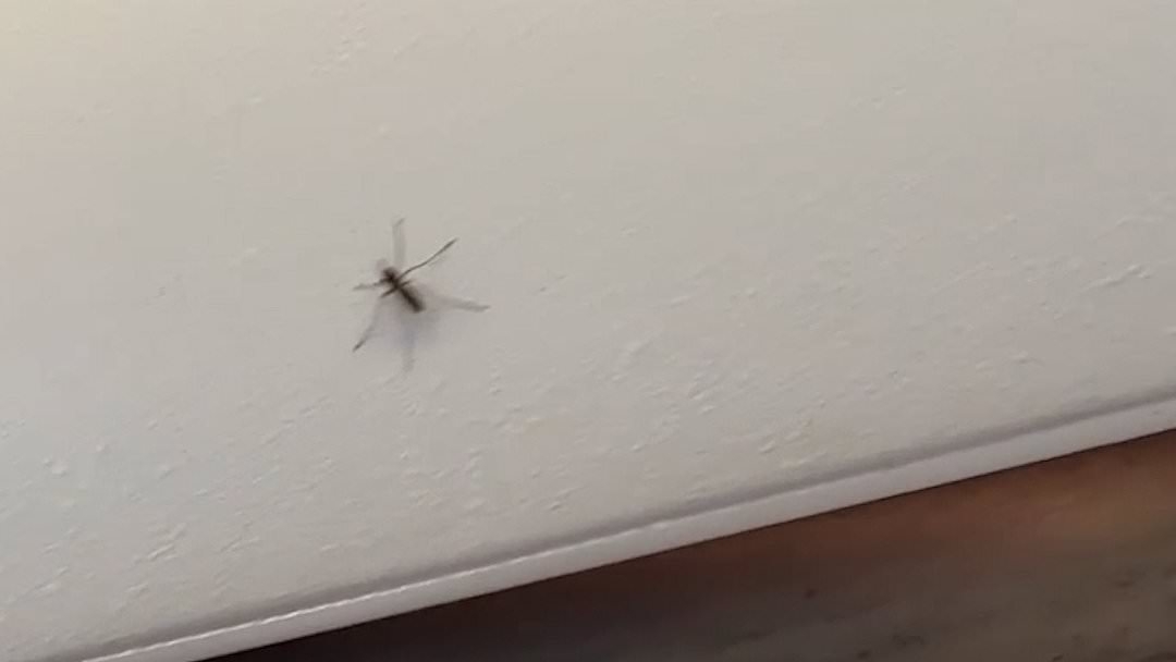 This flight sucks! Skin-crawling video shows air passengers swatting mosquitoes after insects swarmed jet leaving itchy travellers 'praying for the flight to end'