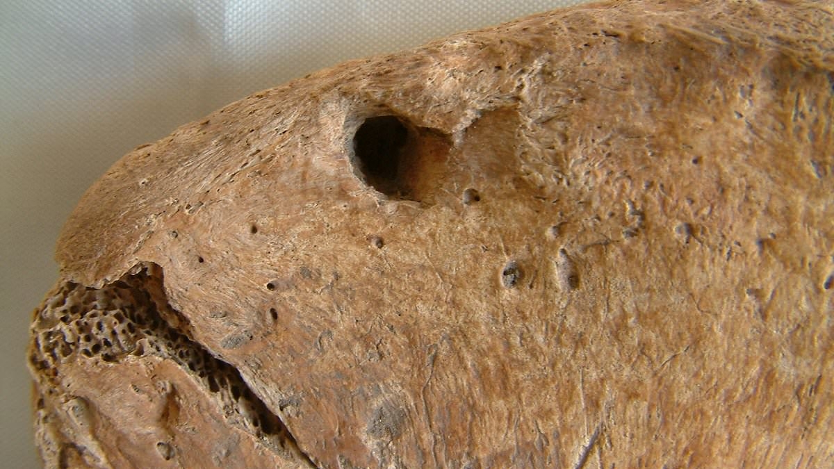 Roman gladiator was killed in epic battle with lion 2,000 years ago, experts determine from his skeleton