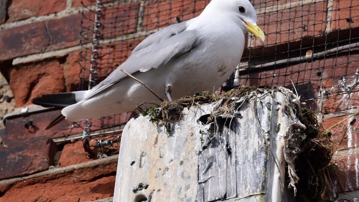 Seaside resort residents cower from bird poo onslaught as endangered kittiwakes flock to town after offshore wind farm 'hotels' failed to attract them