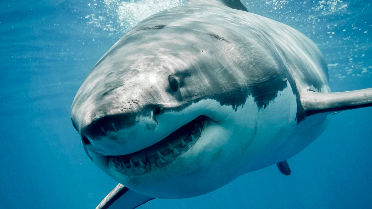 Scientists reveal best way to avoid a shark attack