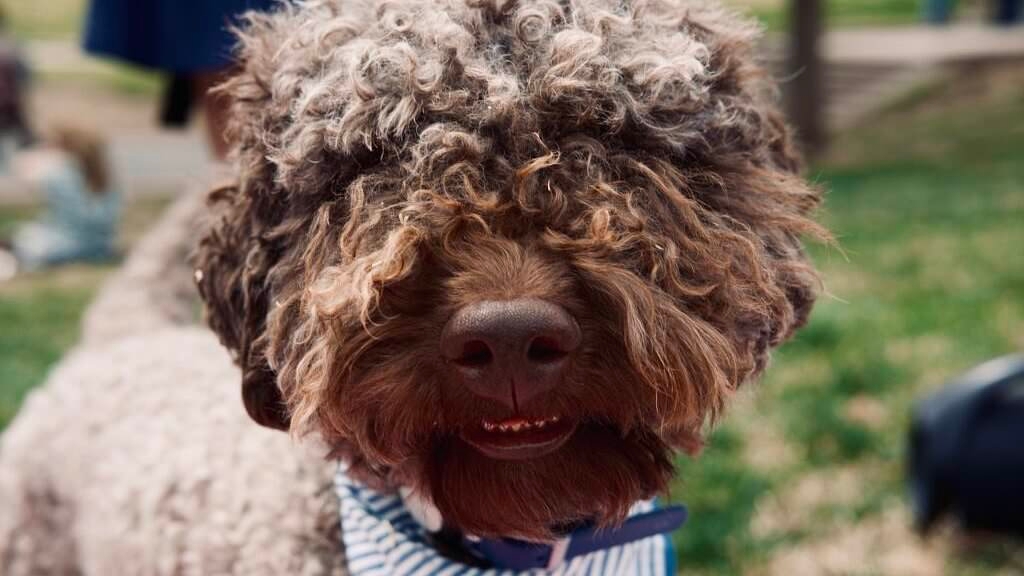 Horror as adorable puppy called Goose is killed by unexpected décor item in ritzy apartment building
