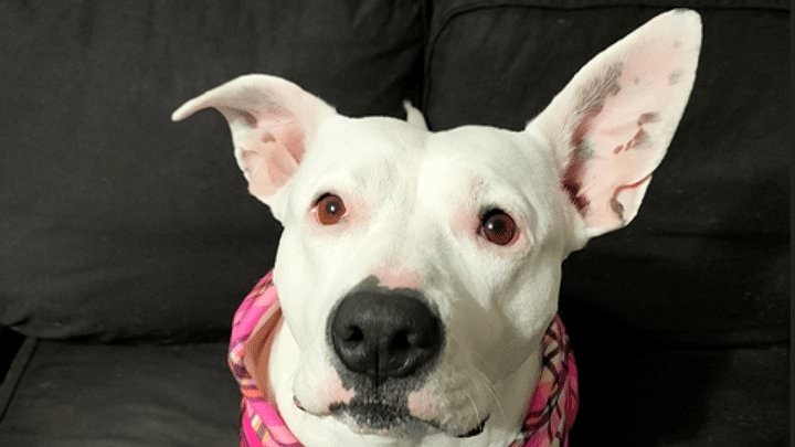 It's every pet owner's worst nightmare: Cruel moment dog called Morticia is STOLEN from her 72-year-old owner by group of teens