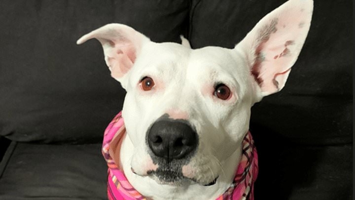 Major update on dog stolen from the hands of elderly man as police search for teens who took her