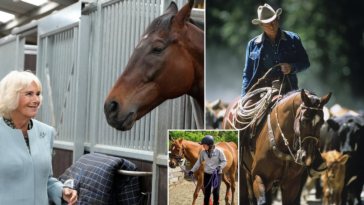 Hold your horses! Now scientists say our equine friends CAN understand what we're talking about